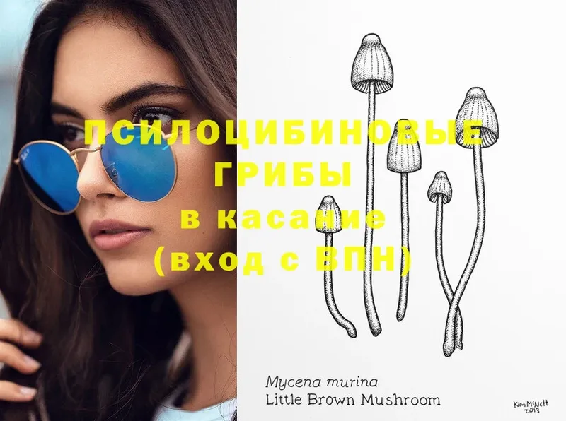 Галлюциногенные грибы Psilocybe  blacksprut сайт  Кимовск  наркошоп 